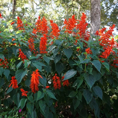 Montbrécie Red King - Crocosmia - cibuloviny - 4 ks