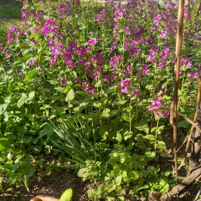 Měsíčnice roční fialová Honesty - Lunaria annua - semena - 50 ks