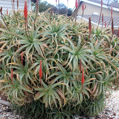 Aloe stromovitá - Aloe arborescens - semena - 6 ks