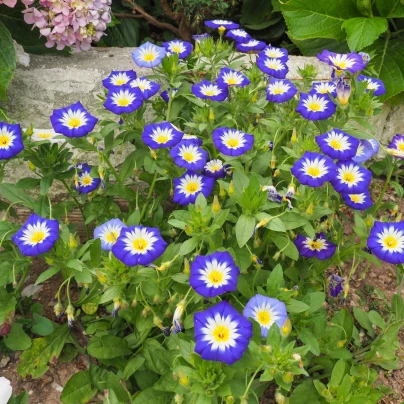 Svlačec trojbarevný Royal Ensign - Convolvulus tricolor - semena - 50 ks