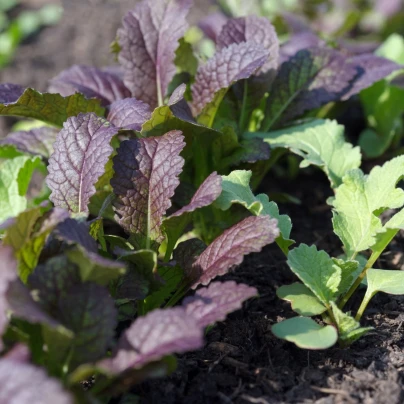 Hořčice červená Red - Brassica juncea - semena - 300 ks