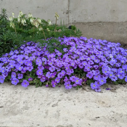 Tařička zahradní fialová - Aubrieta hybrida - semena - 200 ks