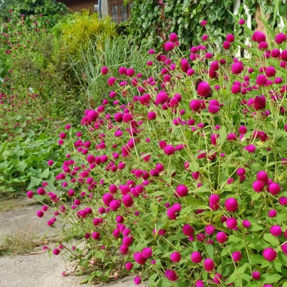 Pestrovka kulovitá fialová - Gomphrena globosa - semena - 25 ks