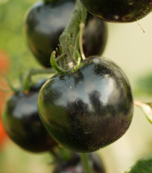 Rajče Indigo Blue Berries - Solanum lycopersicum - semena - 7 ks