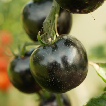 Rajče Indigo Blue Berries - Solanum lycopersicum - semena - 7 ks