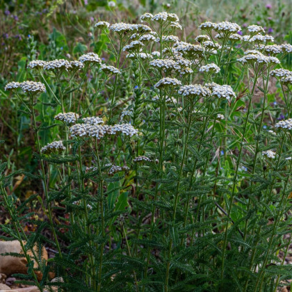 Řebříček obecný Yarrow - Achillea millefolium - semena - 200 ks
