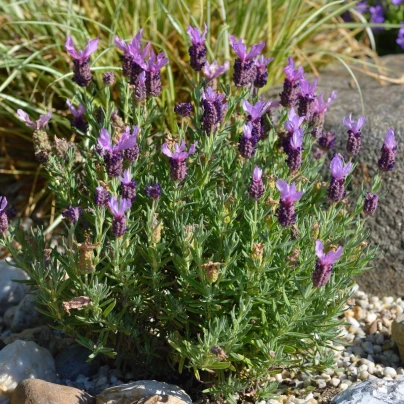 Levandule francouzská - Lavandula stoechas - semena - 20 ks