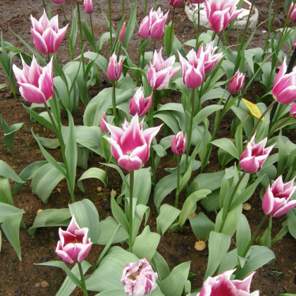 Tulipán Claudia - Tulipa - cibuloviny - 3 ks
