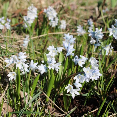 Puškinie ladoňkovitá - Puschkinia libanotica - cibuloviny - 6 ks