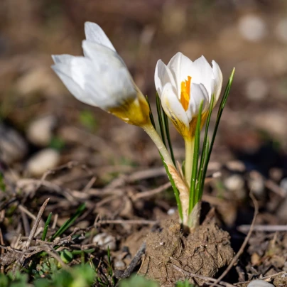 Krokus Ard Schenk - Crocus chrysanthus - cibuloviny - 3 ks