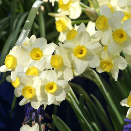 Narcis Minnow - Narcissus L. - cibuloviny - 3 ks