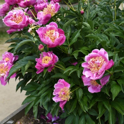 Pivoňka Bowl of Beauty - Paeonia lactiflora - cibuloviny - 1 ks