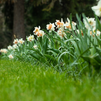 Narcis Replete - Narcissus - cibuloviny - 3 ks