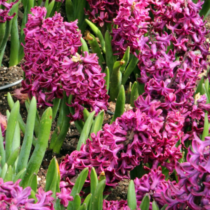 Hyacint Woodstock - Hyacinthus - cibuloviny - 1 ks