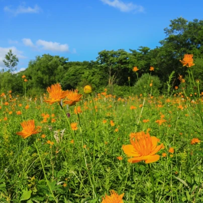 Upolín čínský Gold queen - Trollius chinensis - semena - 20 ks