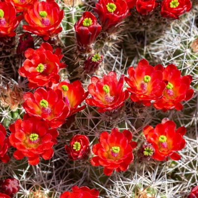 Kaktus - Echinocereus triglochidiatus - semena - 8 ks