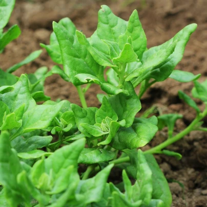 Špenát novozélandský čtyřboč - Tetragonia tetragonioides - semena - 35 ks