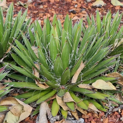 Agáve mexické - Agave filifera - semena - 7 ks