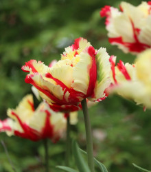 Tulipán Flaming Parrot - Tulipa - cibuloviny - 3 ks