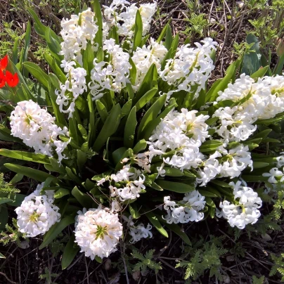 Hyacint White pearl - Hyacinthus orientalis - cibuloviny - 1 ks