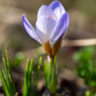 Krokus Blue Pearl - Crocus chrysanthus - cibuloviny - 3 ks