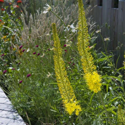 Liliochvostec úzkolistý Bungei - Eremurus bungei - cibuloviny - 1 ks