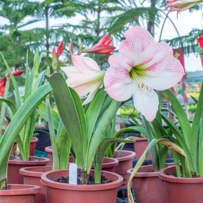 Hvězdník Apple Blossom - Hippeastrum - cibuloviny - 1 ks