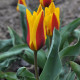 Tulipán Stresa - Tulipa - cibuloviny - 3 ks