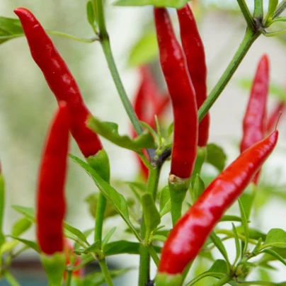 Chilli Kajenský pepř Thick - Cayenne peper - semena - 6 ks