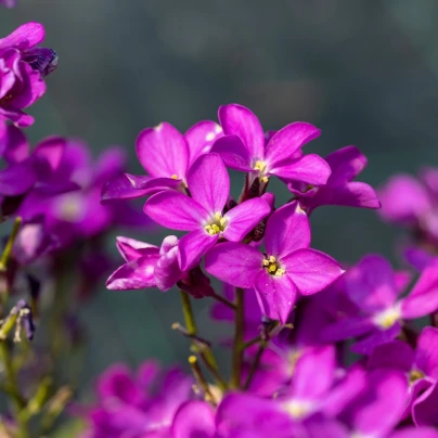 Huseník brvolistý Spring Charm - Arabis blepharophylla - semena - 30 ks