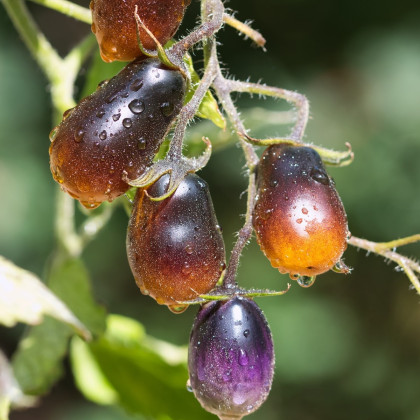 Rajče Indigo Pear Drops - Solanum lycopersicum - semena - 5 ks