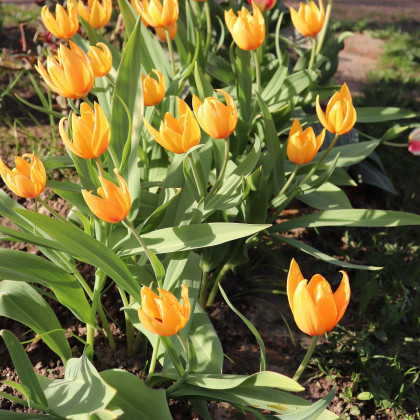 Tulipán vícekvětý praestans Shogun - Tulipa - cibuloviny - 3 ks