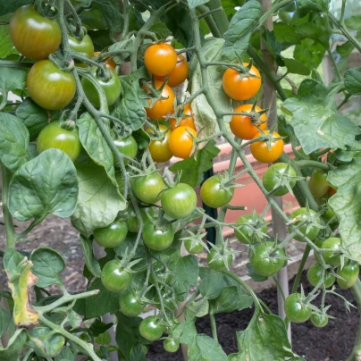 Rajče Sungold F1 - Solanum lycopersicum - semena - 6 ks