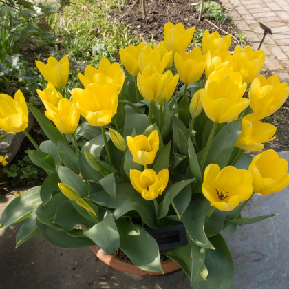 Tulipán Purissima - Tulipa - cibuloviny - 3 ks