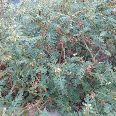 Rajče pichlavé Liči - Solanum sisymbriifolium - semena - 6 ks