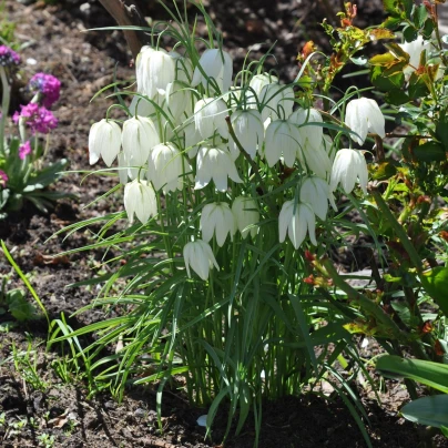 Řebčík bílý - Fritillaria Meleagris - cibuloviny - 3 ks