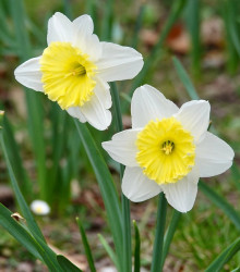 Narcis Ice Follies - Narcissus L. - cibuloviny - 3 ks