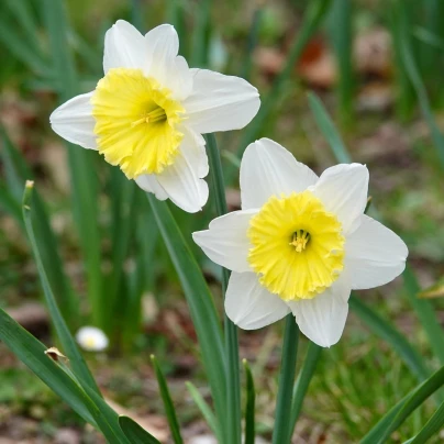 Narcis Ice Follies - Narcissus L. - cibuloviny - 3 ks