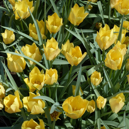 Tulipán Batalinii Bright Gem - Tulipa - cibuloviny - 3 ks