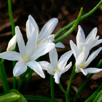 Ladonička zářící bílá - Chionodoxa luciliae alba - cibuloviny - 5 ks