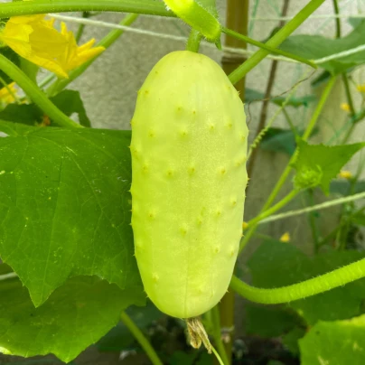 BIO Okurka polní White Wonder - Cucumis sativus - bio semena - 10 ks