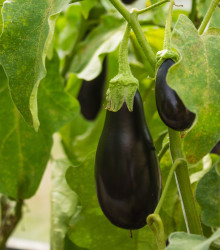 BIO Lilek Black Beauty - Solanum melongena - bio semena - 20 ks