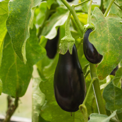 BIO Lilek Black Beauty - Solanum melongena - bio semena - 20 ks