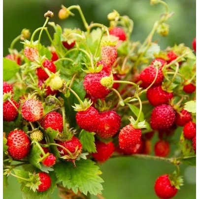 BIO Jahodník stáleplodící Reine des Vallées - Fragaria ananassa - bio semena - 10 ks