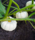 Tykev okrasná Baby Boo - Cucurbita pepo - semena - 6 ks