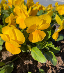 BIO Violka rohatá žlutá - Viola cornuta - bio semena - 20 ks