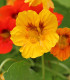 BIO Lichořeřišnice - Tropaeolum majus - bio semena - 10 ks