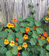BIO Lichořeřišnice - Tropaeolum majus - bio semena - 10 ks