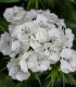 BIO Hvozdík bradatý Sweet William - Dianthus barbatus - bio semena - 18 ks