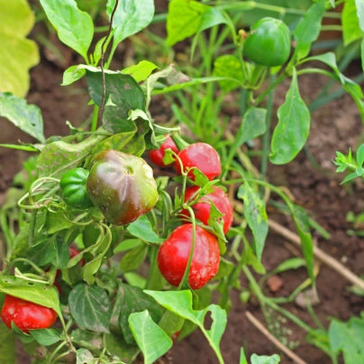 Chilli Large Red Cherry Hot - Capsicum annuum - semena - 7 ks